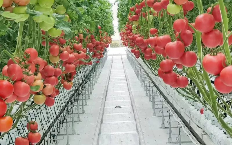 Glass Greenhouseの特徴と機能は何ですか？