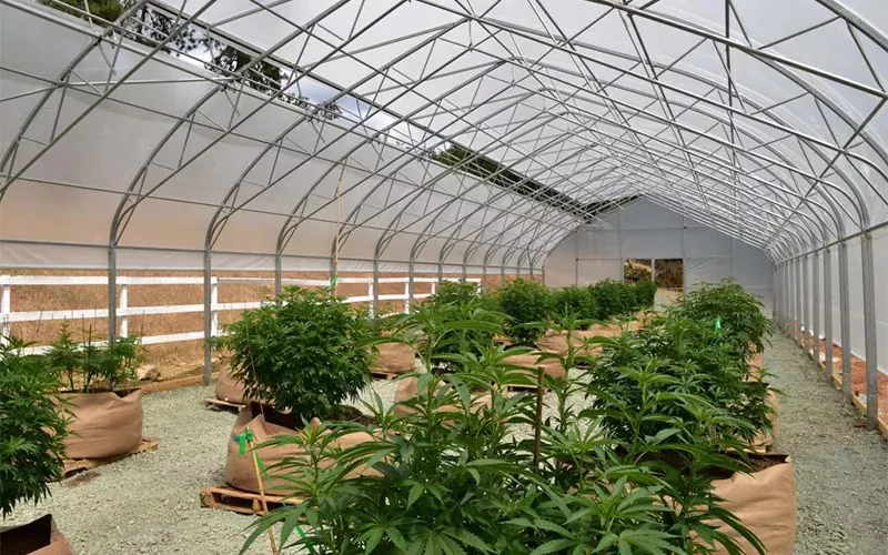 医療大麻フィルム温室：業界のゲームチェンジャー