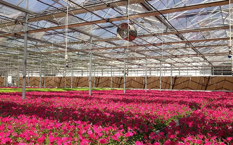 強化フロートガラスの花温室